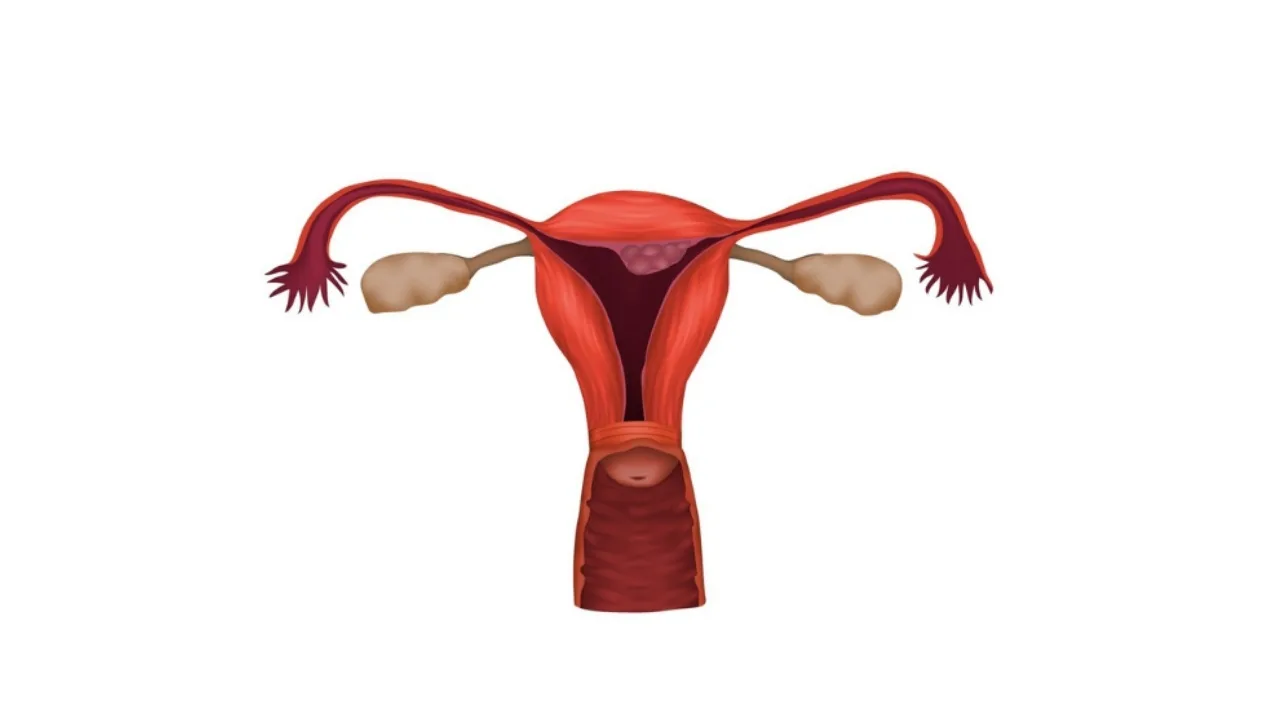 أفضل الأطعمة لصحة الرحم والمبايض