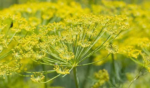 فوائد وأضرار عشبة الفيجل - صورة 3