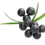 ما هي فوائد حبوب اساي بيري Acai Berry ؟