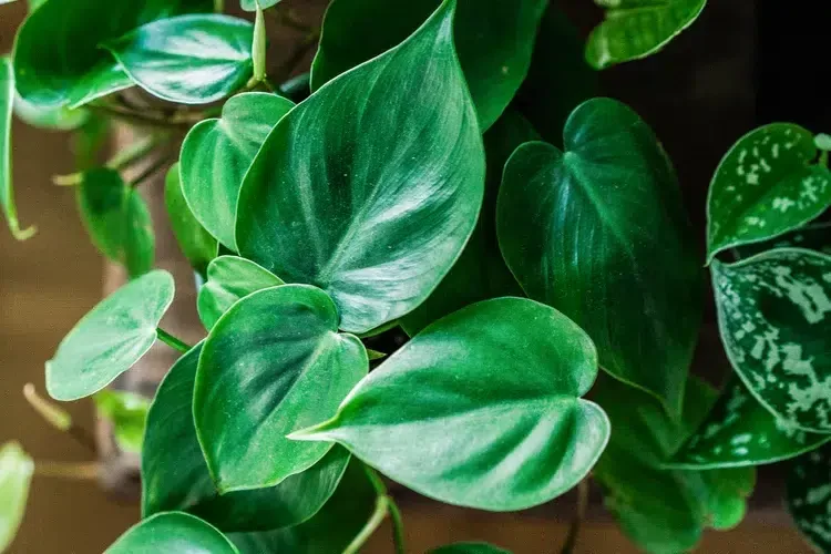 10 نباتات داخلية تعيش في الماء: اكتشف أسهل الطرق للزراعة في المنزل - صورة 5
