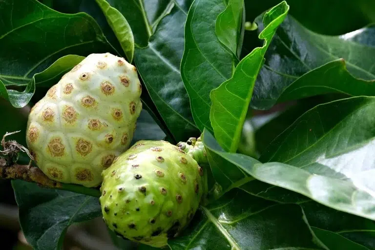 5 فوائد صحية لعصير النوني … تعرفي عليها